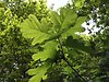 HOME. oak leaf